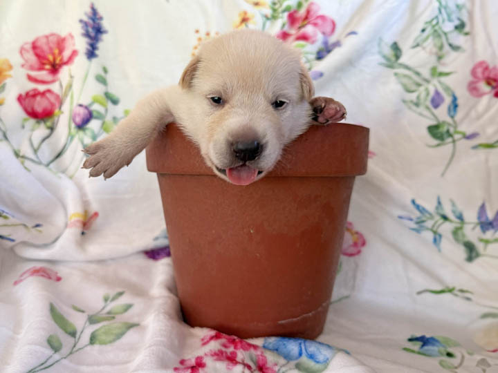 chinook puppy